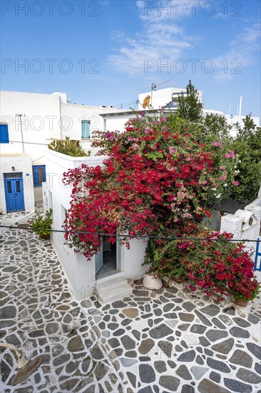 White Cycladic houses with red bougainvillea