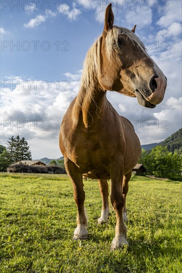 Haflinger horse