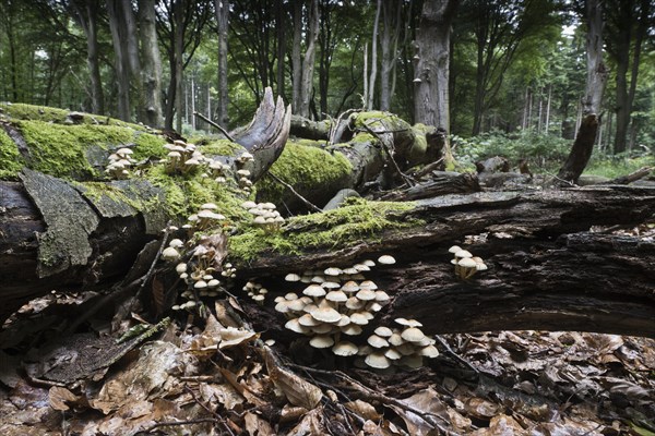 Sulphur tuft