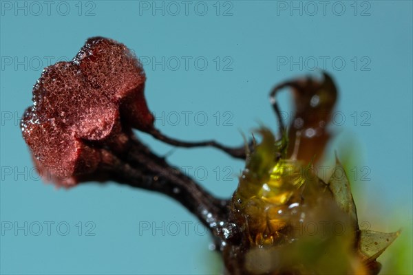 Brick red stalk slime mould three fruiting bodies with dark stalks and woolly felty red hats next to each other against a blue sky