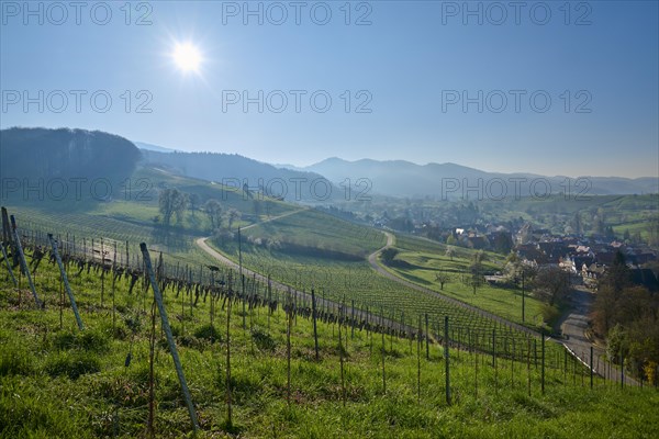 Vineyards