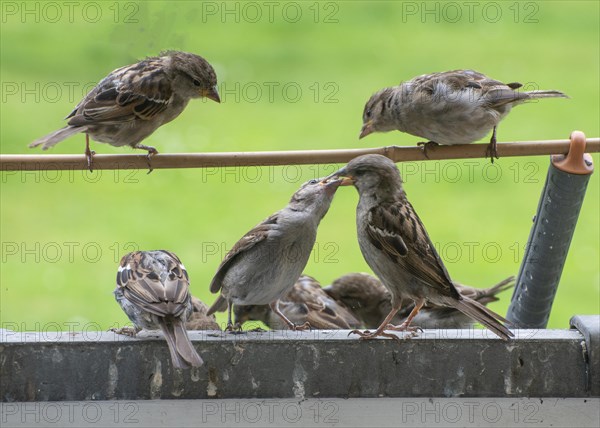 Many Tree sparrows