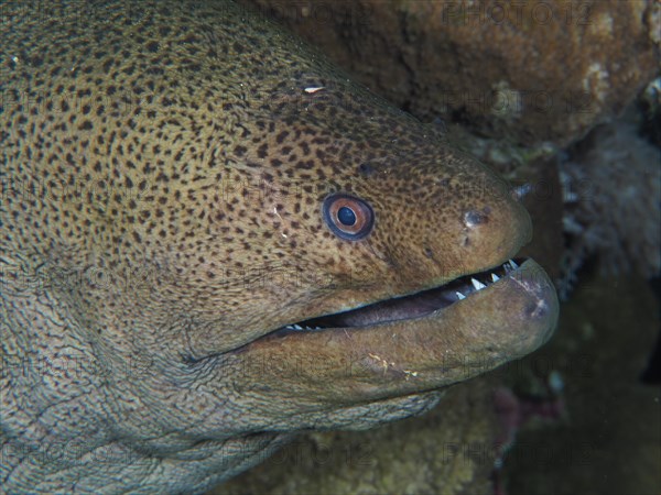 Close-up of giant moray