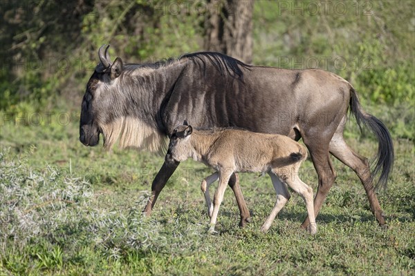 Wildebeest