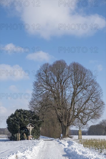 Natural monument Dicke Lime tree