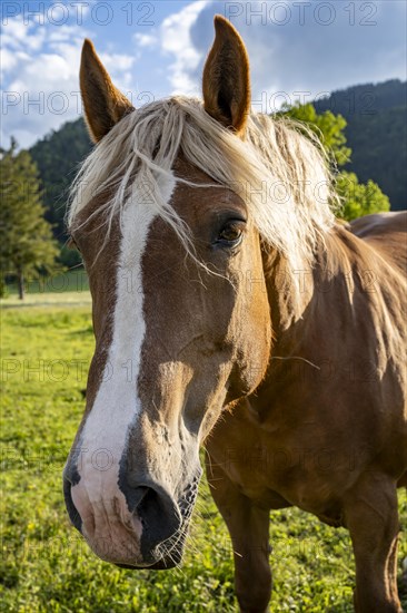 Haflinger horse