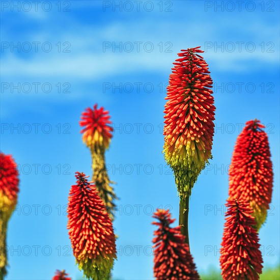 Colourful torch lilies