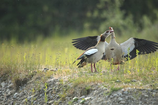 Egyptian goose