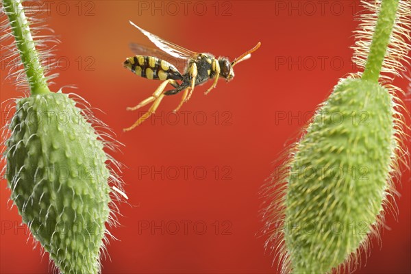 Field wasp bee