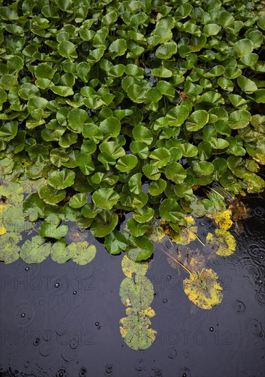 Water lily petals in the pond