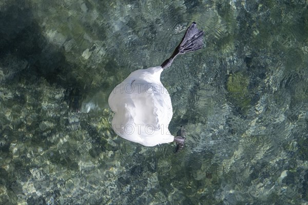 Swan upside down in the water