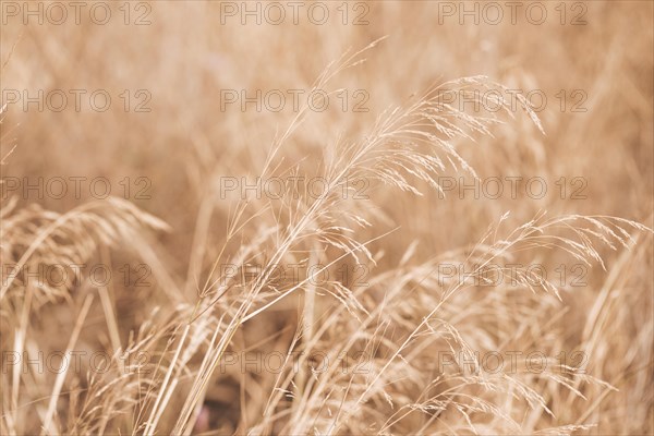 Autumun scenery with wheat field