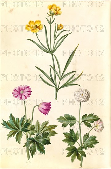 Ranunculus illyricus