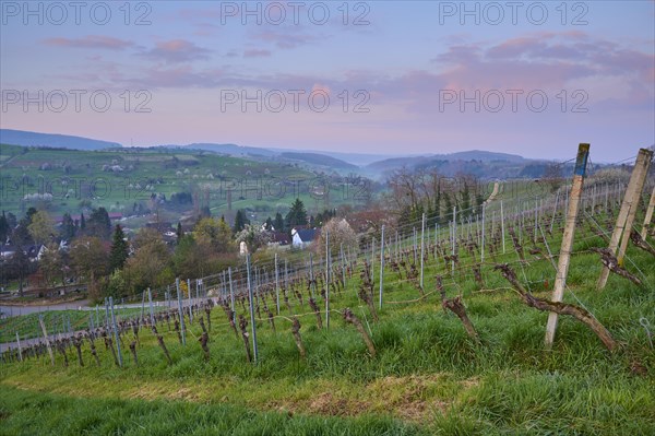 Vineyards