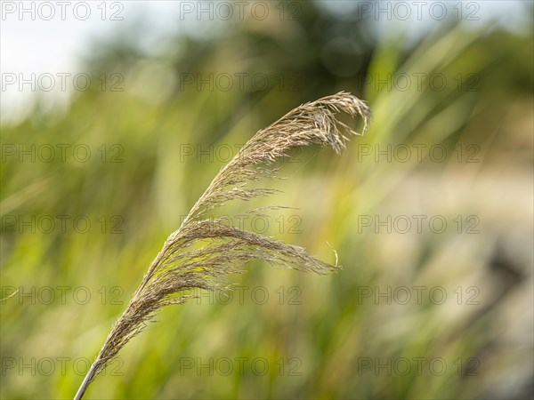 Common reed