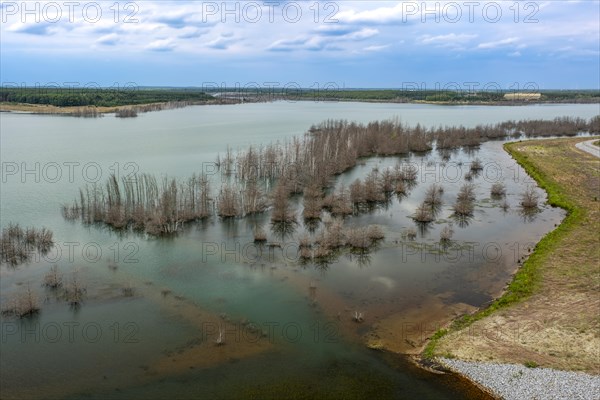 Trees in Lake Sedlitz