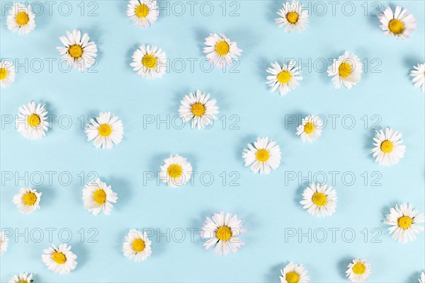 Many small daisy flowers with white petals on blue background
