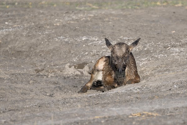 Wildebeest
