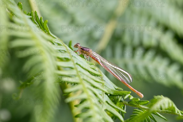 Small red damselfly