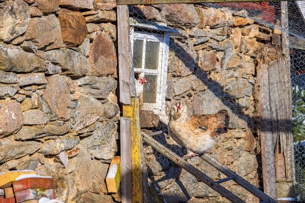 Chicken farm with chickens by an old shed