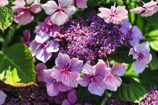 Pink hydrangea