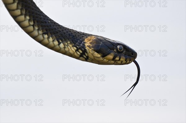 Grass snake