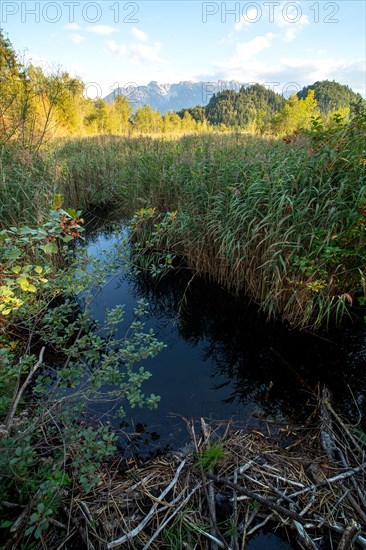 European beaver