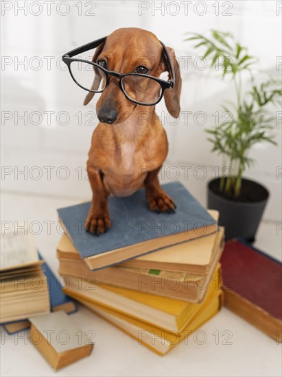 Cute dog with glasses sitting books