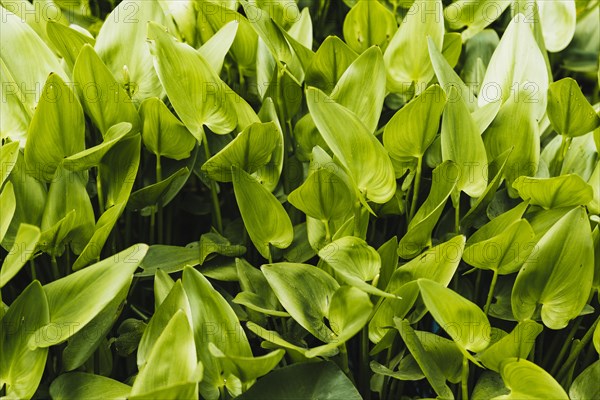 Green water hyacinth background