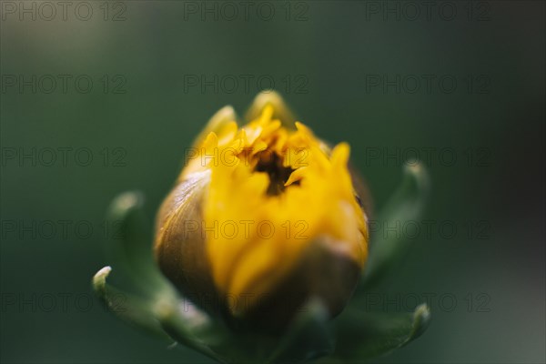 Beautiful marigold bud growing field