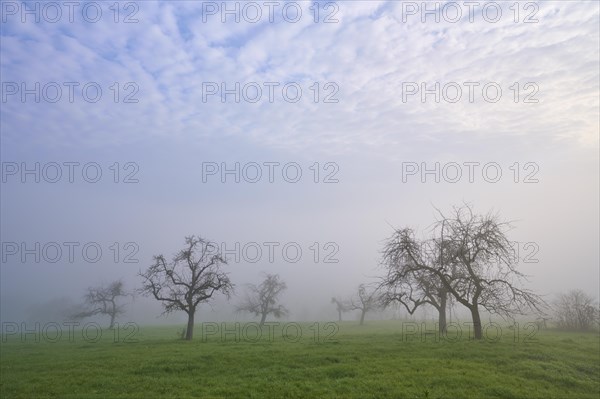 Orchard meadow