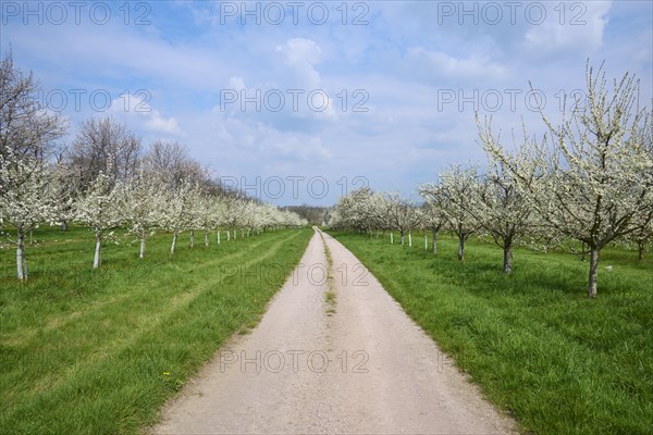 Field path