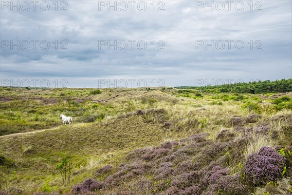 A white horse in the dunes of Terschelling