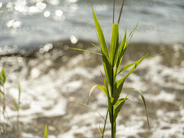 Common reed