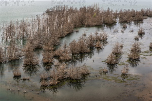 Trees in Lake Sedlitz