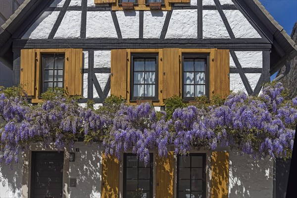 Flowering wisterias