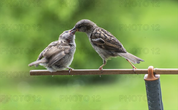 Tree sparrows