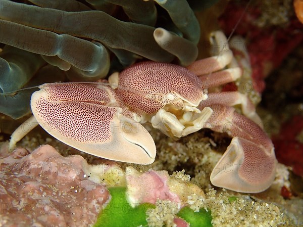 Spotted Porcelain Crab