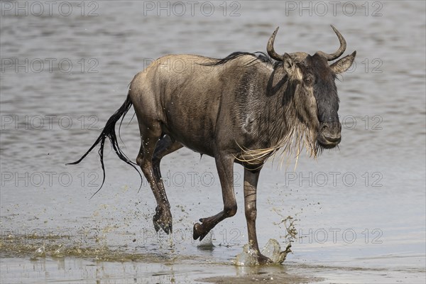 Wildebeest
