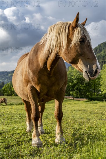 Haflinger horse