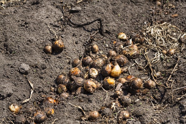 Potato field