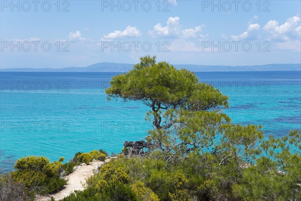 Tree on the precipice in front of tuetkis coloured sea