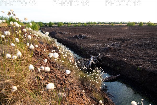 Peat extraction and renaturation side by side