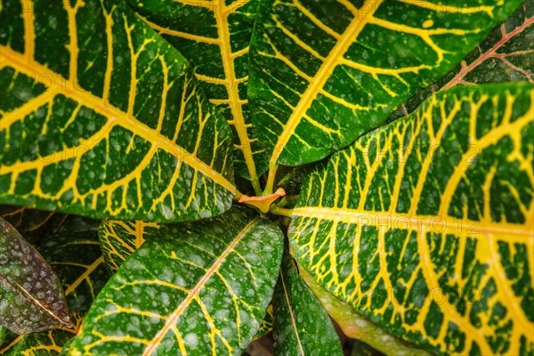 Garden croton aka variegated croton