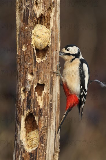 Great spotted woodpecker