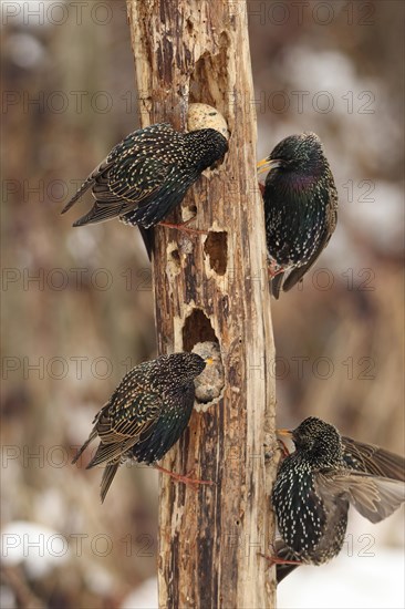 Common starling