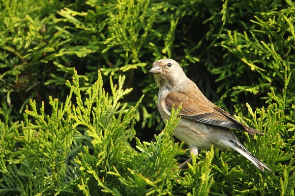 Linnet