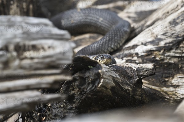 Grass snake