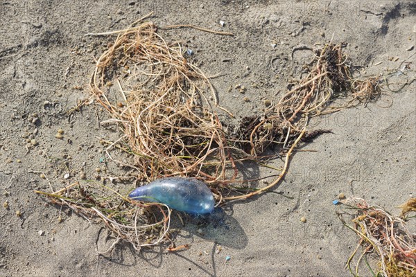 Portuguese man o' war