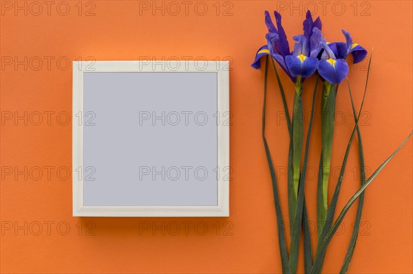 Iris purple flower black picture frame against bright orange backdrop